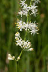 Coastal false asphodel